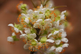 Image result for Ochna