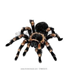 Spider Tarantula Vector Color Drawing Stock Vector Royalty Free 578641075 In 2020 Colorful Drawings Animal Drawings Tarantula Drawing