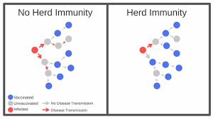 Herd Immunity Occurs Due A Large Population Being Immune To