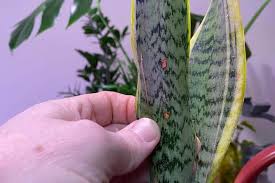 When root rot starts in your snake plants, you'll notice that the tips of the leaves begin to turn yellow. Why Does My Snake Plant Have Brown Spots Indoor Plants For Beginners