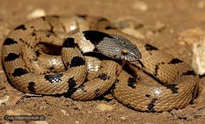 Nature And More Snake Western Hognose Snake Hognose Snake