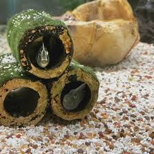 Image result for Brachyachne simonsii