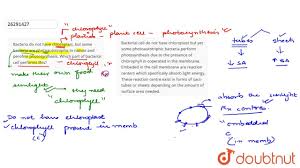 Check spelling or type a new query. Bacteria Do Not Have Chloroplast But Some Bacteria Are Photoautot