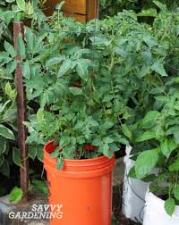 Vegetable container gardening is different from ornamental container gardening. Crops In Pots Success With Vegetable Container Gardening