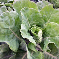 Brassica oleracea bullata gemmifera dc. Jersey Spazierstock Kohl Samen Brassica Oleracea Longata Riesenkohl Bis 6m Ebay