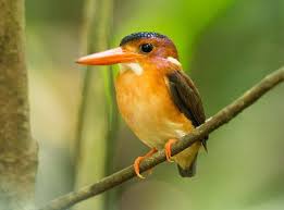 Oriental Bird Club Image Database Sulawesi Dwarf Kingfisher Ceyx Fallax Kingfisher Sea Birds Bird