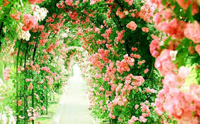 Download hd rose wallpapers best collection. Download Wallpapers Flower Greenhouse Pink Roses Alley Tunnel Of Roses Beautiful Flowers Roses For Desktop Free Pictures For Desktop Free