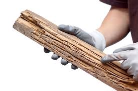 We did not find results for: How Often Should My Home Be Treated For Termites Termites In Virginia