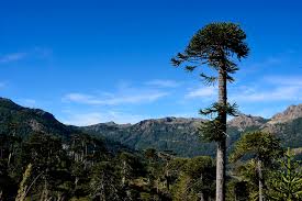 Somos la cuenta oficial en twitter de cnn chile #vamosmásallá. Das Grosse Ereignis 2020 Totale Sonnenfinsternis In Chile Chile Travel