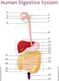 Read on for some hilarious trivia questions that will make your brain and your funny bone work overtime. Label Human Digestive System Quiz 3 Digestive System Worksheets