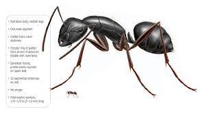 Carpenter ants photo by tim chase. What Do Carpenter Ants Look Like Carpenter Ants Identification
