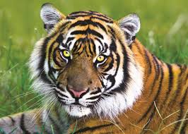 Males of some tigers reach a length of 3 meters and have a weight of over 300 kg. Puzzle Tiger Originelle Geschenkideen Europosters