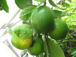 Image result for Citrus × aurantiifolia