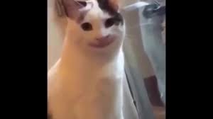 Smiling Cat Meme Slideshow Youtube Happy face with blush and hands up. smiling cat meme slideshow youtube