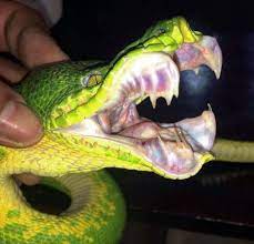 Their green scales let them blend in with the foliage that is all around food acquisition. Emerald Tree Boa Care Sheet
