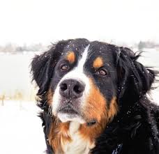 All Black Bernese Mountain Dog 