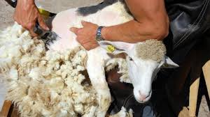 Hintergründe zum wetter und historische informationen zu den heiligen sowie bauernregeln und gartentipps. Juni Wetter 2021 Statt Sommerhitze Doch Schafskalte Das Sagt Die Prognose Wetter De