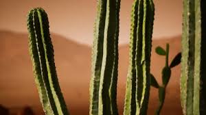 It took me a few tries. Saguaro Stock Video Footage Royalty Free Saguaro Videos Page 9