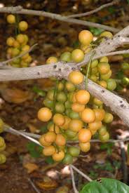 Pin By Au Plaisir On Tropical Fruits Fruit And Veg Delicious Fruit Weird Fruit