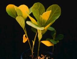 Image result for Crotalaria schliebenii