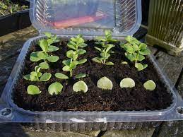 Spekboom And Desertification Willem Van Cotthem Plants Propagating Plants Container Plants