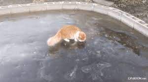 Gifsboom Video Ice Fishing Cat Cats Cat Attack Pets Cats