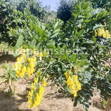 Image result for Calpurnia aurea