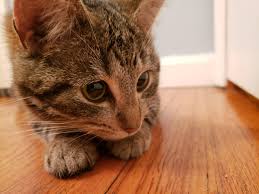 ~ cartographer of love ~. We Picked Up A New Kitty Playful Little Thing Meet Annie Album On Imgur