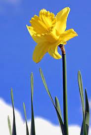 Welsh National Flower National Flower Of Wales Wales England Daffodils