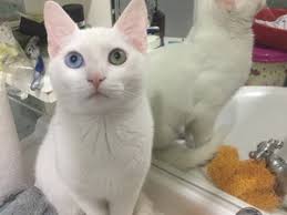Karatay Kedi Ilanlari