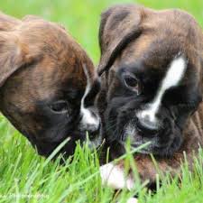 We take pride in providing our buyers with the best boxer puppies. Home