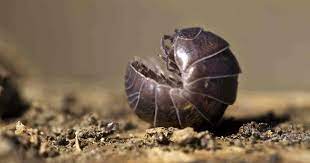 Most of these pest control products are made using iron. Pill Bugs Are Roly Poly Bugs A Problem In The Garden