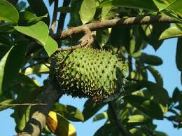 Daun durian belanda adalah pembunuh semulajadi sel kanser yang ajaib dengan 10,000 kali lebih kuat dari pada terapi kemo. 6 Manfaat Daun Sirsak Untuk Kesehatan Kamu Harus Coba