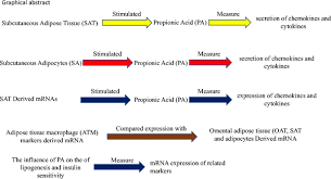 Propionic Acid Counteracts The Inflammation Of Human Subcutaneous Adipose Tissue A New Avenue For Drug Development Springerlink