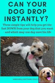 Dog Behavior Reddit And Dog Behavior Certification Hundchen Training Hunde Welpen