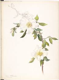 Image result for Rosa laevigata