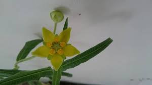 Image result for Stathmostelma fornicatum