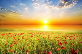 Besides good quality brands, you'll also find plenty of discounts when you shop for flower scenery wallpaper during big sales. Flower Garden Scenery Hd 789x523 Download Hd Wallpaper Wallpapertip