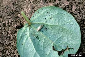 Integrated pest management (ipm) in cotton involves using all available techniques for managing pest populations with while the former is the observed phenomenon in south india, diapause is seen in the north and central parts of india. Cotton Diseases And Pests Description Uses Propagation