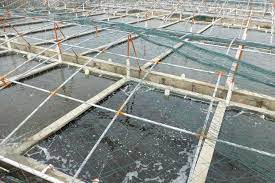 The Ultimate Guide On How To Start Fish Farming