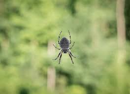 Huiles Essentielles 7 Recettes De Repulsifs Naturels Contre Les Insectes En 2020 Repulsif Araignee Colonie De Fourmis