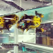 Golden Black Molly Warnanya Cukup Menarik Ferboes Com