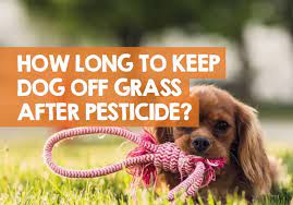 How long after pest control can dogs go outside? How Long To Keep Dog Off Grass After Pesticide