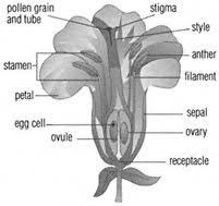 Flower Cross Section Of A Typical Flower Showing Its Basic Components Sepals Petals Stamens Anthers And Filaments And Ca Flower Show Stigma Flower Petals