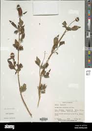Image result for Pycnostachys ruandensis
