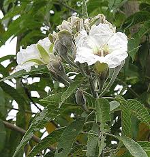 Image result for Ipomoea welwitschii