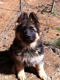 Chief 13 Wks 10882327 Std Jpg 800 1068 Shepherd Puppies King Shepherd Puppies