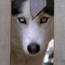 Husky Animals Beautiful Husky Eyes Dog Lovers
