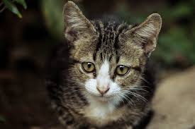 Hallo, bin neu hier und wir haben seit 2 tagen eine süße kleine katze (ca. Cat Care Tierhilfe Kassel E V Infos Zur Fruhkastration