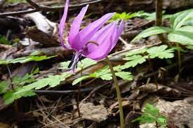 Check spelling or type a new query. ã‚«ã‚¿ã‚¯ãƒª ç‰‡æ — ã®èŠ±è¨€è'‰ èŠ±ãŒå'²ãæ™‚æœŸã‚„è¦‹é ƒã®å­£ç¯€ã¯ Horti ãƒ›ãƒ«ãƒ†ã‚£ By Greensnap